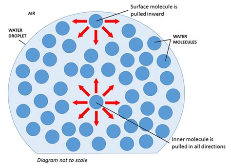 Measuring Surface Tension of Water with a Penny | Science Project