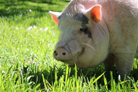 Breeding pigs: Try our software 30 days for free - ZooEasy