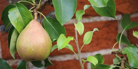 Dwarf Comice Pear Tree Care: Everything You Need to Know