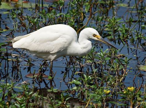 Egret. Native wildlife. Birds. Herron. Bribie Island. Moreton Bay ...