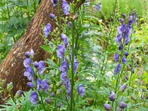 Aconitum ferox - Alchetron, The Free Social Encyclopedia