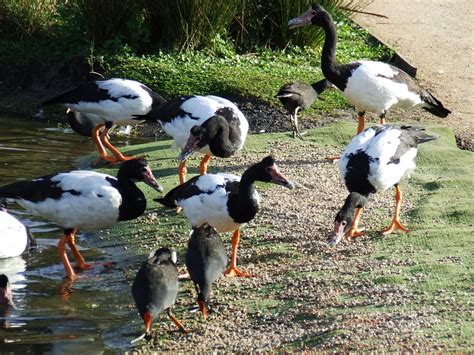 Magpie Goose | The Life of Animals