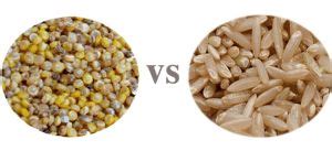 Couscous vs Quinoa Which one is Healthier - The Quinoa | Healthy ...