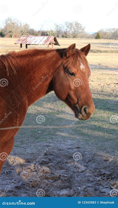 Red Chestnut Gelding Quarter Horse Stock Photos - Image: 12343983