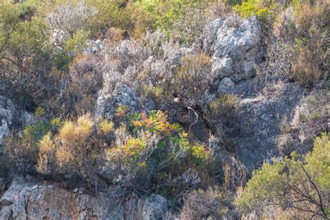 Mediterranean vegetation stock image. Image of mountain - 114379795