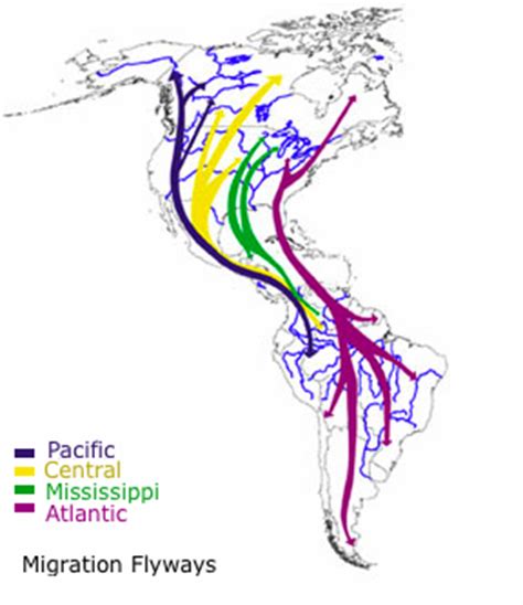 Bird Migration