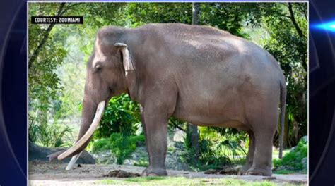 Zoo Miami mourns loss of elephant ‘patriarch’ Dalip - WSVN 7News | Miami News, Weather, Sports ...