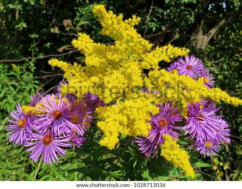 740 imágenes de Asters and goldenrod - Imágenes, fotos y vectores de ...