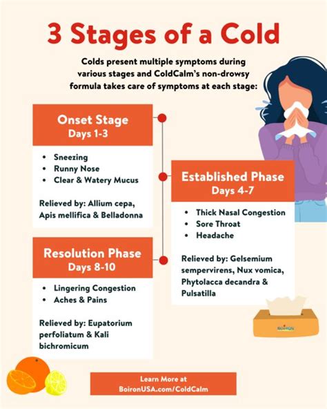 Get to Know the 3 Stages of the Common Cold | Boiron USA in 2022 ...