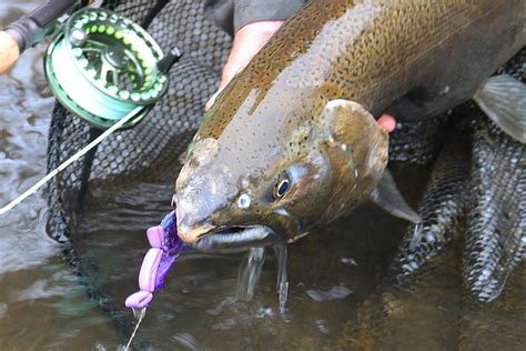 Great Lakes Coho on the Dry Fly | Fly Fishing Madness