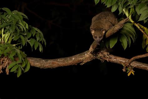 Brown greater galago or bush baby | Wilczak Photography