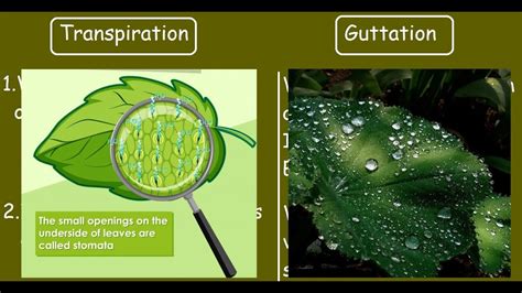 Guttation In Plants - therikase