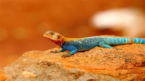 Stunning HD Wallpaper of an Agama Lizard in Nature