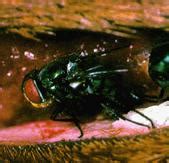 Screw-worm fly surveillance and preparedness program | NT.GOV.AU