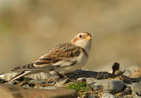 Steve Rogers birding: First year male and female Snow Buntings at St Gothians