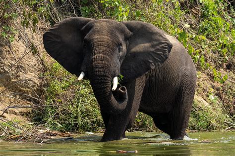 Best wildlife filming locations in Congo- Garamba National Park