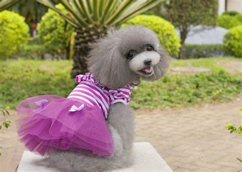 Best Small Dog Tutu Skirts Dress Pet Clothes Tulle Clothe Apparel ...