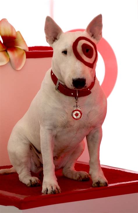 "bullseye" the English bull terrier for Target. Www.rackcitymt.com ...