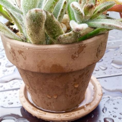 All About Watering Succulents – Leaf & Clay