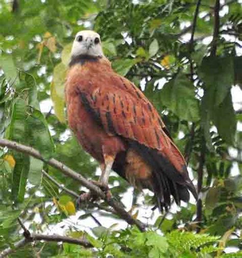 Darien lowland Birdwatching tour