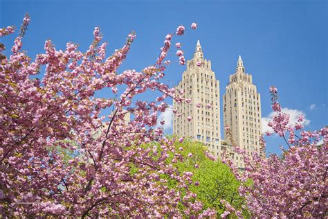 Cherry Blossoms in Central Park Photograph by Andria Patino - Fine Art ...