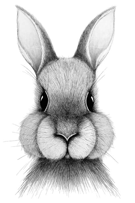 Rabbit, hare, bunny, black and white graphics, fine art print, pen ...