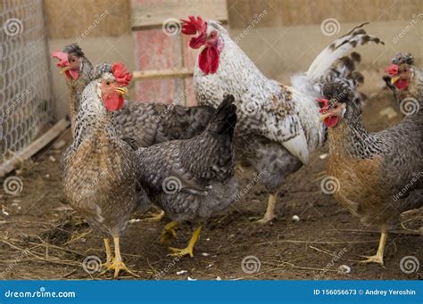 Photo of Rooster and Chickens Breed Legbar Cream. Stock Image - Image of fowl, legbar: 156056673