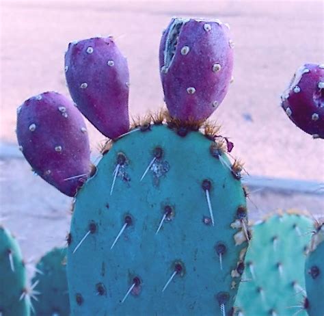 Cactus With Fruit Photograph by Mario Bonaparte - Fine Art America