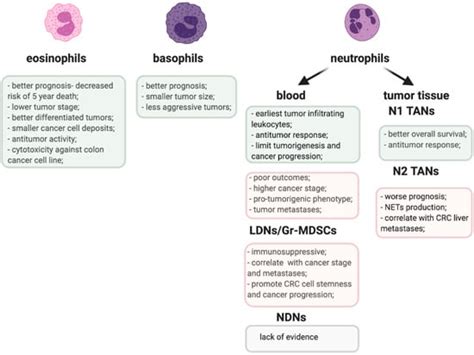 IJMS | Free Full-Text | Granulocytes and Cells of Granulocyte Origin ...