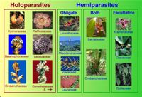 Introduction to Parasitic Flowering Plants