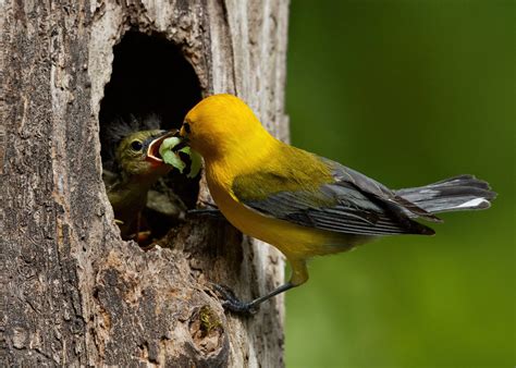 Prothonotary Warbler nest box project: 2022 update — Delta Wind Birds