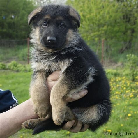 How to take care of Newborn German Shepherd Puppies?