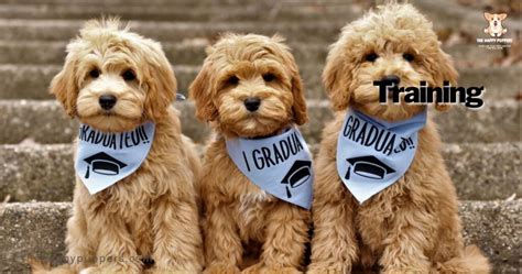 Mini goldendoodles: all you need to know - The Happy Puppers