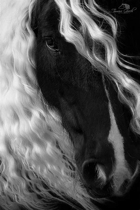 Black And White Horse