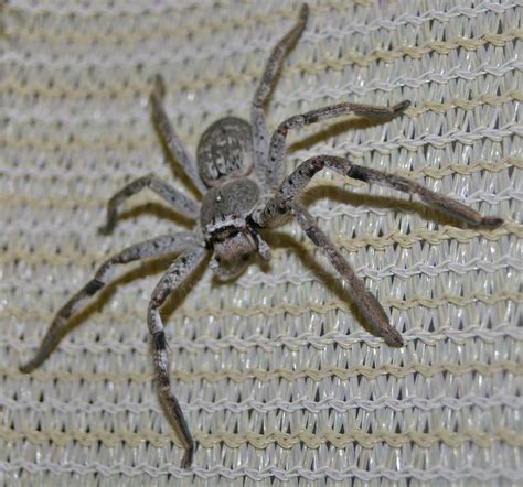 File:Huntsman spider 01.jpg - Wikimedia Commons