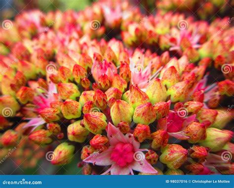 Budding flowers stock photo. Image of botanic, flowers - 98037016