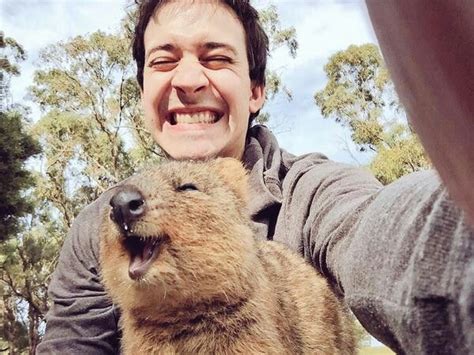 Chris Demarais Quokka selfie! | Happy animals, Cute animals, Quokka