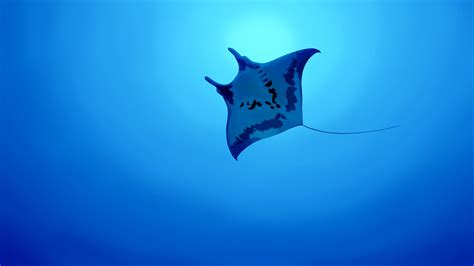 White and black manta ray, animals, fish, underwater, Stingray HD ...