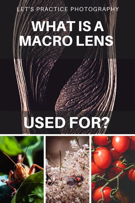 What is a Macro Lens Used For? | See Imagery