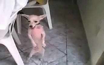 Happy Dance GIF - Dog Funny Dancing - Discover & Share GIFs