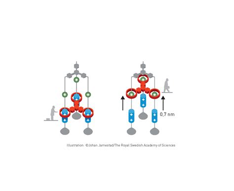 Molecular Machine-Makers Grab the 2016 Nobel Prize in Chemistry | Scientific American