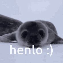 Cute Seal PFP - Cute Seal Profile Pics