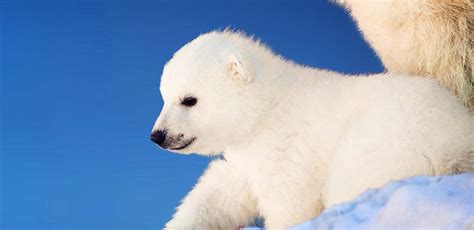 Polar Bear Names for Pets, Toys and Teddies