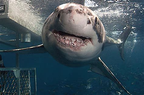 Great White Sharks Habitat | Great White Shark Facts