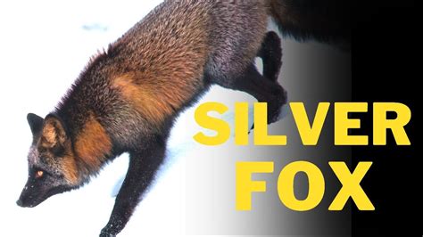 Interesting facts about Silver Fox 🦊 | Silver Fox 🦊 | Fox 🦊 | Foxes | Animal kingdom - YouTube