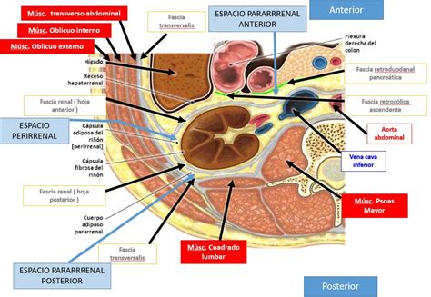 Fascia profunda de la pared abdominal anterolateral (fascia transversalis) | Dolopedia