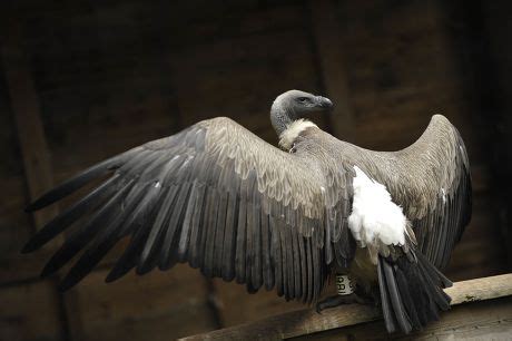 8 Hawkconservancy Stock Pictures, Editorial Images and Stock Photos ...