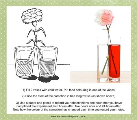 Colourful carnations using capillary action | Plant science, Science classroom, Science experiments