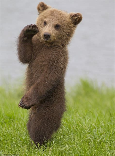 Hello: The beautiful bear almost appears to wave to the photographer during his… Teddy Bear ...