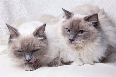 Grey Ragdoll Cat: Facts, Traits, Genetics & More (With Pictures)